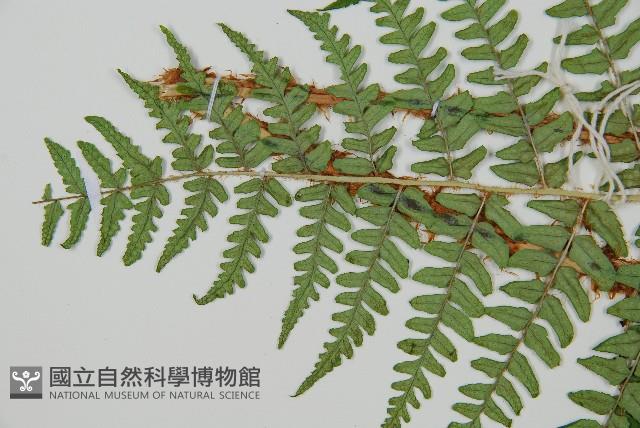 闊鱗鱗毛蕨藏品圖，第5張