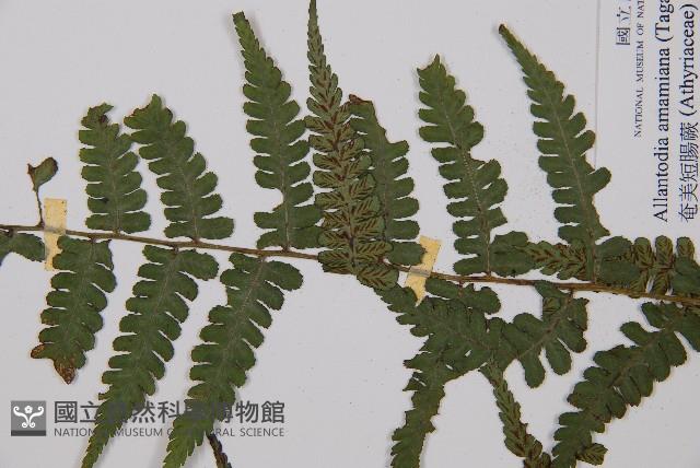 奄美短腸蕨藏品圖，第5張