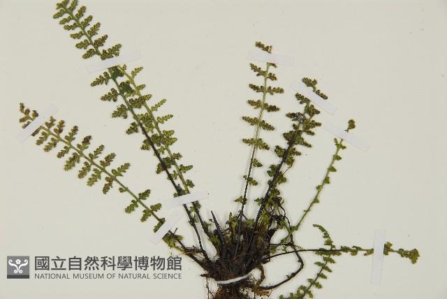 縮羽鐵角蕨藏品圖，第5張