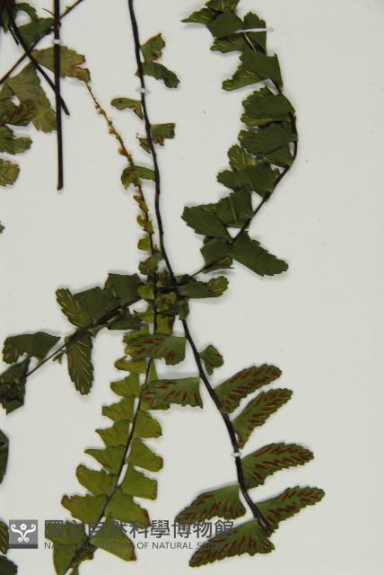 生芽鐵角蕨藏品圖，第2張