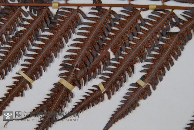 金狗毛蕨藏品圖，第5張