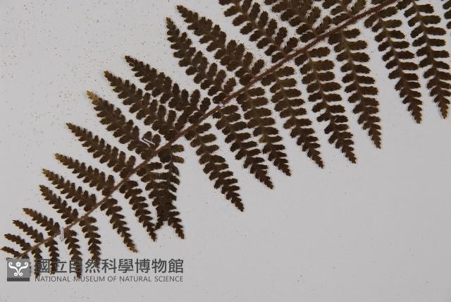 川上氏肋毛蕨藏品圖，第3張