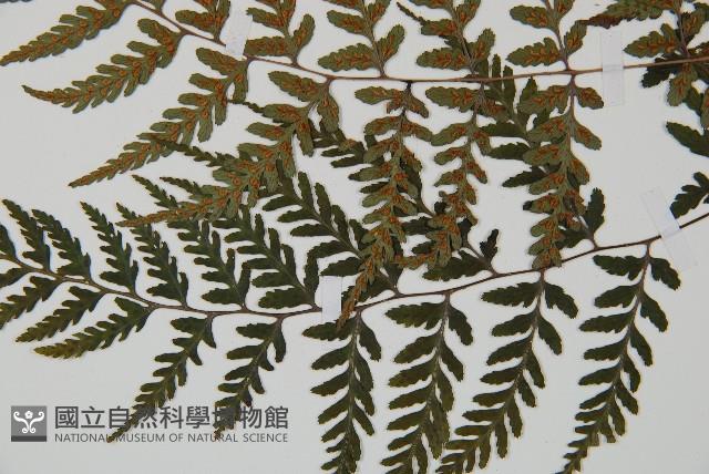 山蹄蓋蕨藏品圖，第5張