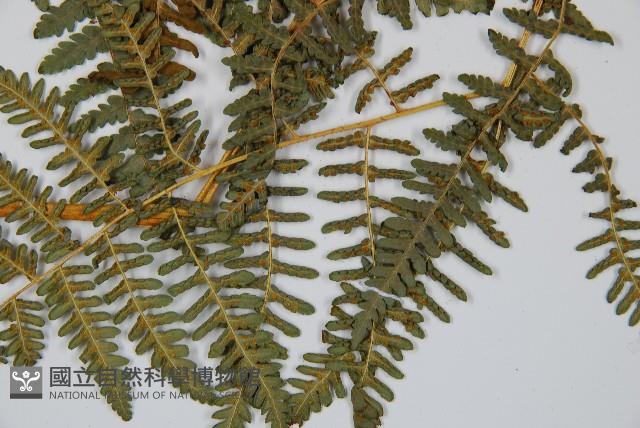 姬蕨藏品圖，第5張