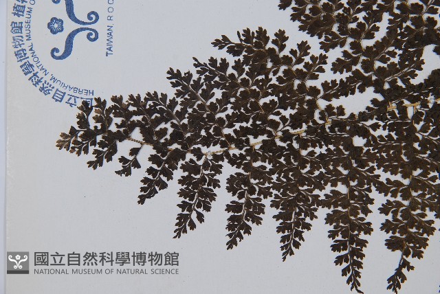 稀子蕨藏品圖，第5張