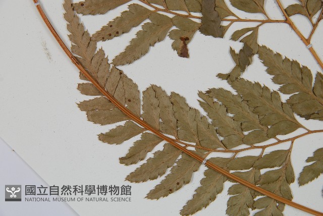 小葉複葉耳蕨藏品圖，第5張