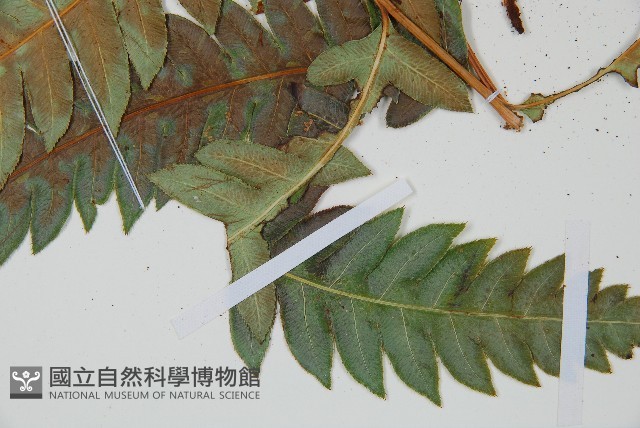 生芽狗脊蕨、頂芽狗脊蕨藏品圖，第5張