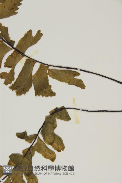 剪葉鐵角蕨藏品圖，第5張