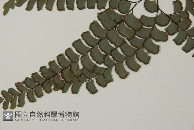 扇葉鐵線蕨藏品圖，第4張