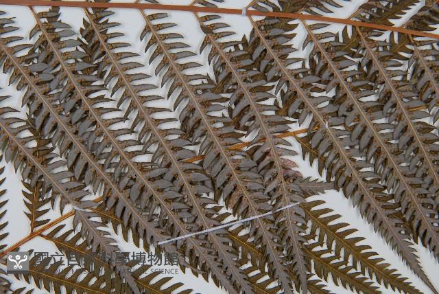 臺灣金狗毛蕨藏品圖，第4張