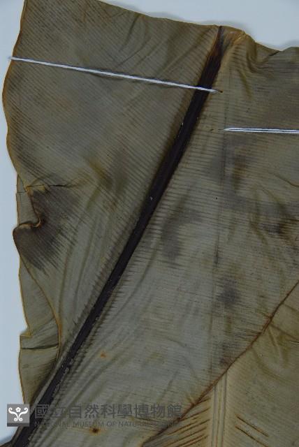 南洋山蘇花藏品圖，第4張