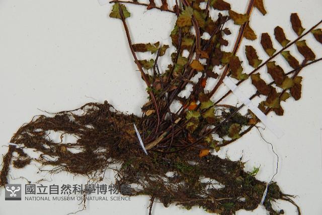 三翅鐵角蕨藏品圖，第5張