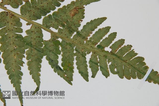 華中介蕨藏品圖，第5張