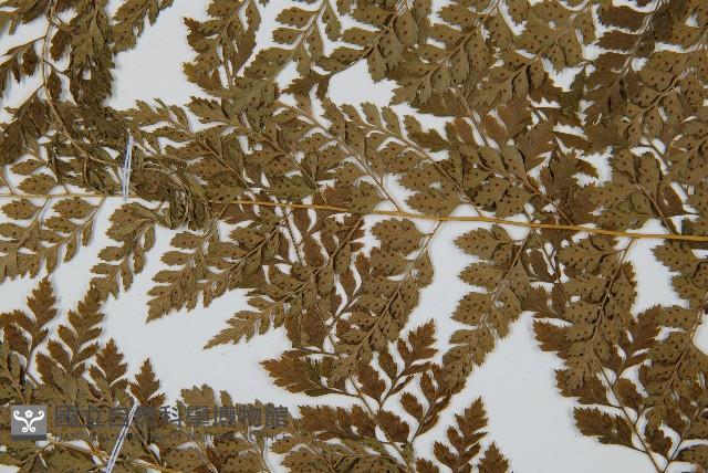 臺灣兩面複葉耳蕨藏品圖，第5張