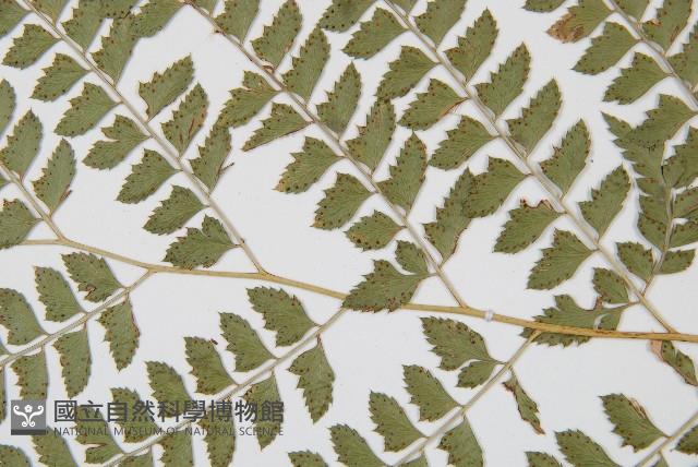 斜方複葉耳蕨藏品圖，第4張