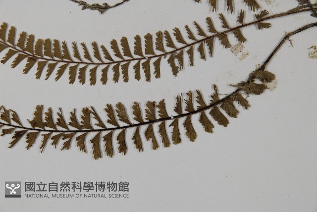 鞭葉鐵線蕨藏品圖，第5張