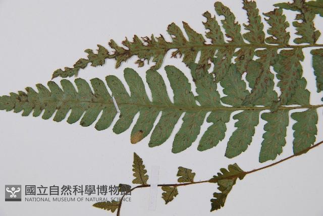 東洋蹄蓋蕨藏品圖，第5張