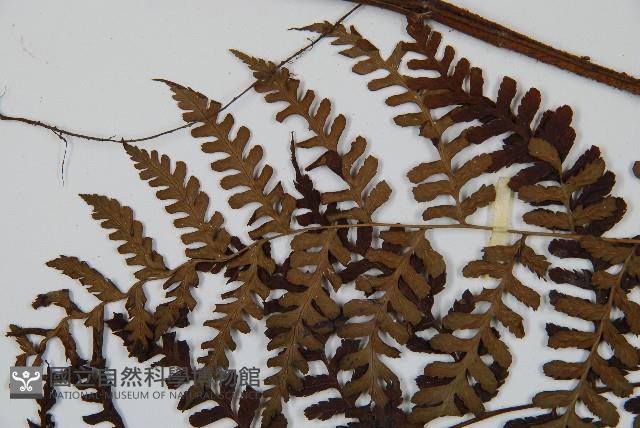 川上氏雙蓋蕨藏品圖，第5張