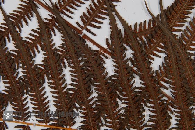 金狗毛蕨藏品圖，第5張