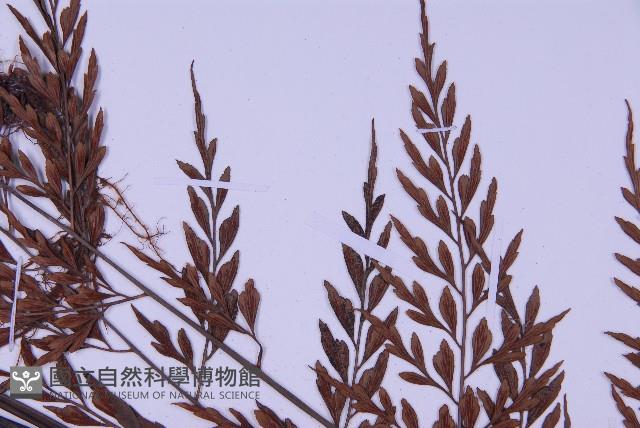 黑鱗鐵角蕨、假大羽鐵角蕨、大羽鐵角蕨藏品圖，第8張