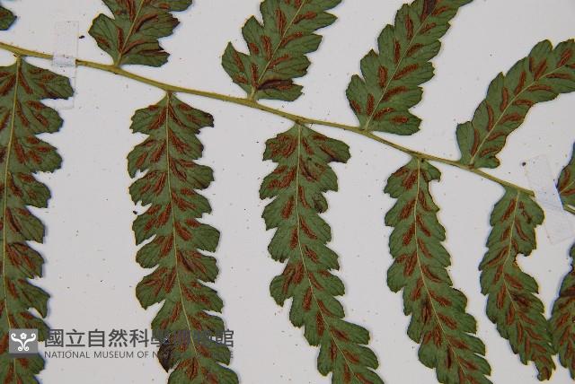 Accession Number:P011514 Collection Image, Figure 5, Total 6 Figures