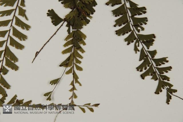 鞭葉鐵線蕨藏品圖，第5張