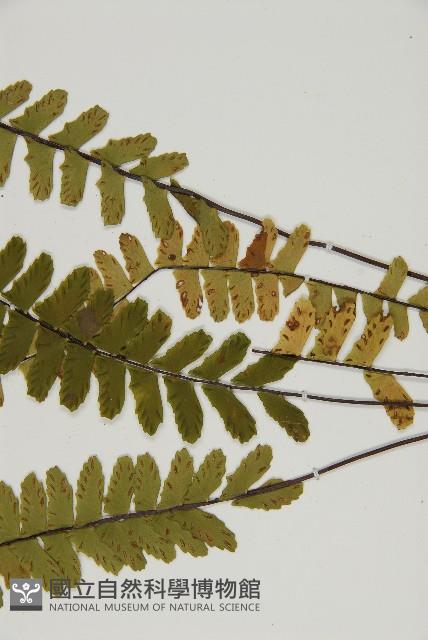 生芽鐵角蕨藏品圖，第5張