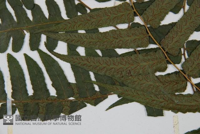 毛柄短腸蕨藏品圖，第5張