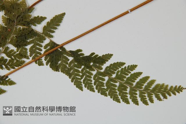 刺柄碗蕨藏品圖，第5張