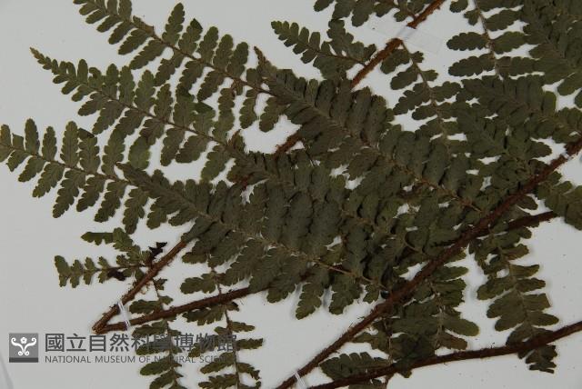 川上氏肋毛蕨藏品圖，第5張