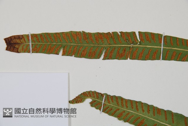 單葉雙蓋蕨藏品圖，第5張