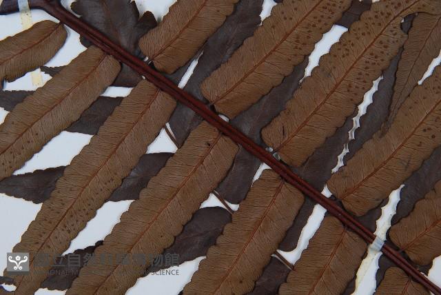 黑桫蕨藏品圖，第5張