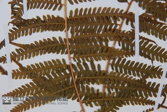 金狗毛蕨藏品圖，第5張