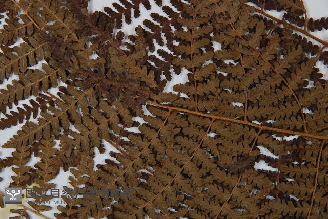 姬蕨藏品圖，第5張