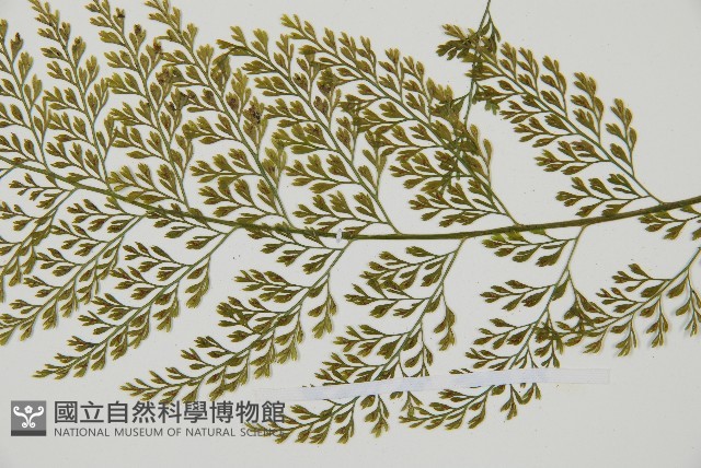 雨蕨藏品圖，第3張