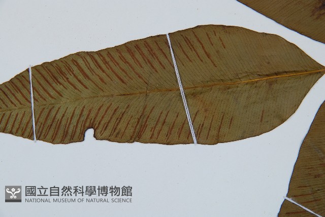 細柄雙蓋蕨藏品圖，第5張