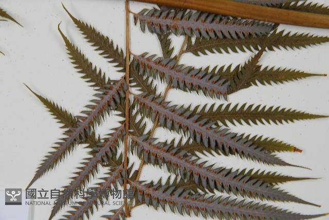 臺灣金狗毛蕨藏品圖，第4張