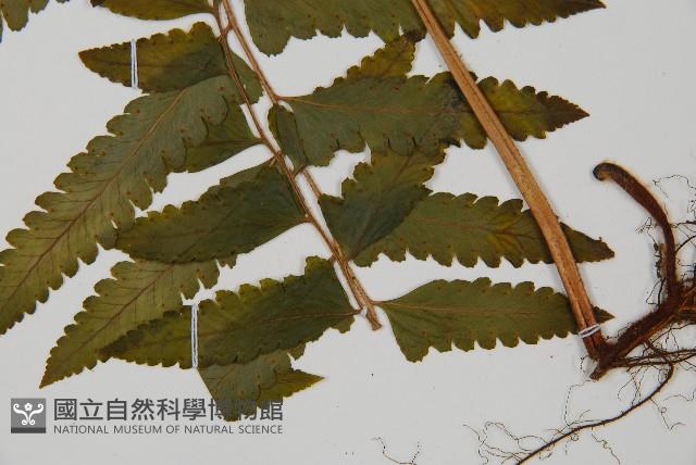 臺北鱗蓋蕨藏品圖，第5張