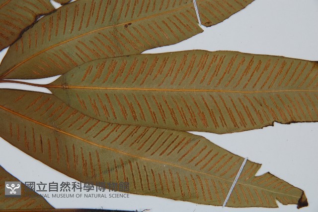 隱脈細柄雙蓋蕨藏品圖，第5張