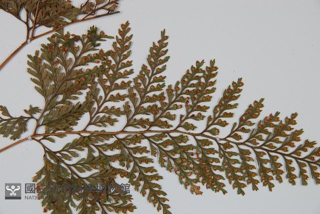 杯狀蓋陰石蕨藏品圖，第5張