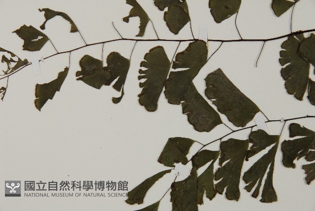 半月形鐵線蕨藏品圖，第5張
