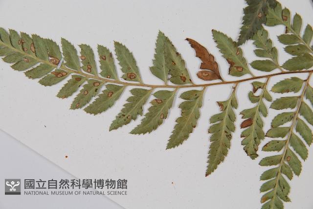 小葉複葉耳蕨藏品圖，第5張