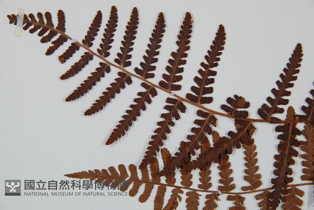 擬岩蕨藏品圖，第5張