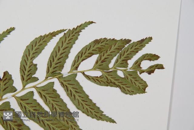 Accession Number:P011754 Collection Image, Figure 5, Total 5 Figures