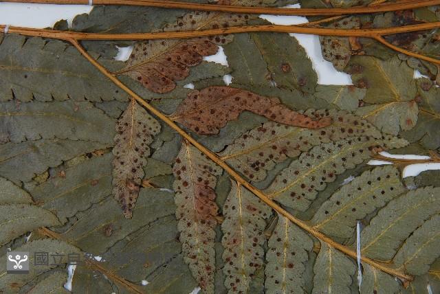 粗裂複葉耳蕨藏品圖，第5張