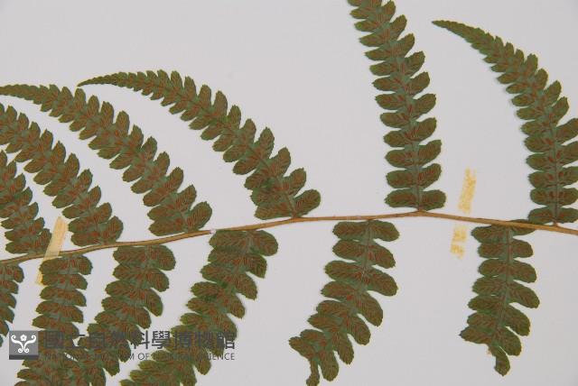 毛軸假蹄蓋蕨藏品圖，第5張