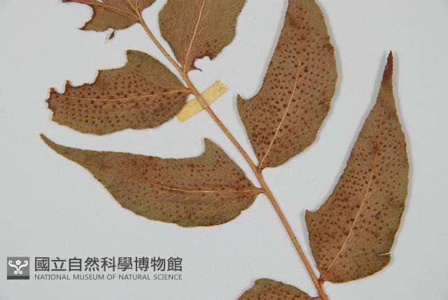 細齒貫眾蕨藏品圖，第5張