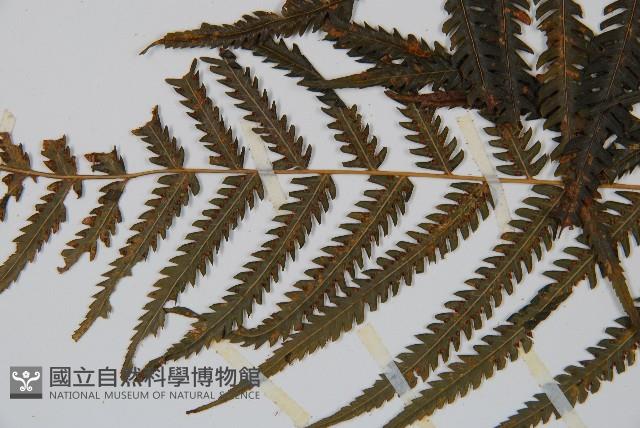 金狗毛蕨藏品圖，第4張