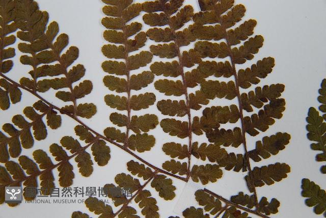 歐洲羽節蕨藏品圖，第5張