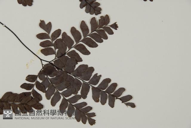 扇葉鐵線蕨藏品圖，第4張